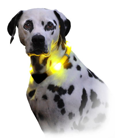 lichthalsband voor honden Leuchtie Premium