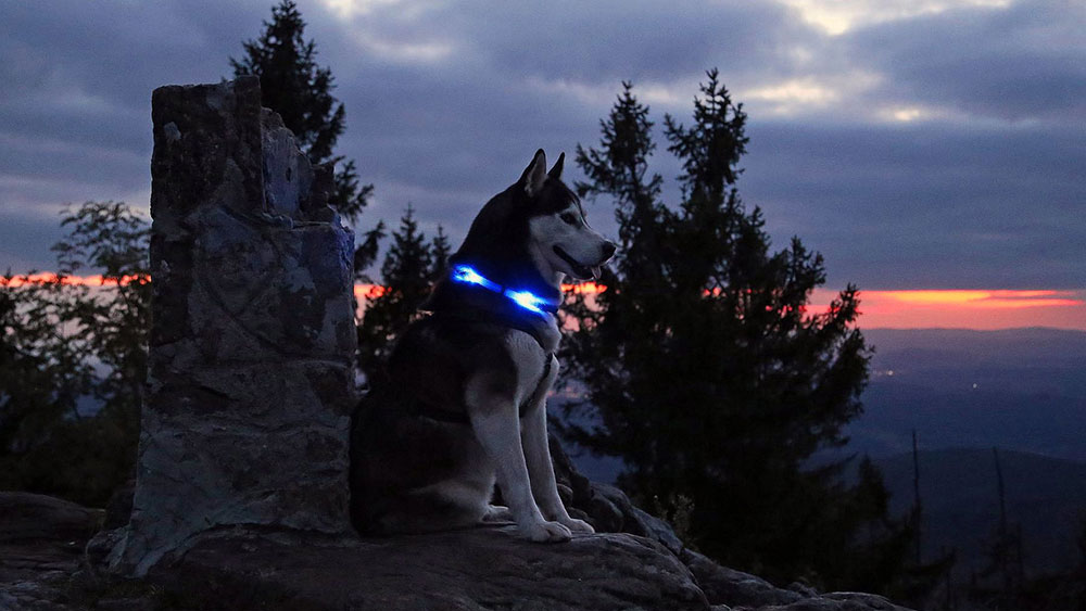 Avondstemming met LED-lichtkraag LEUCHTIE op een kasteelruïne