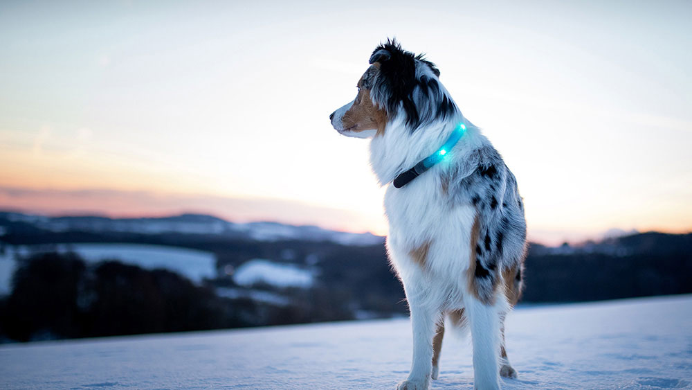 Avondwandelwandeling met LED-lichtkraag LEUCHTIE