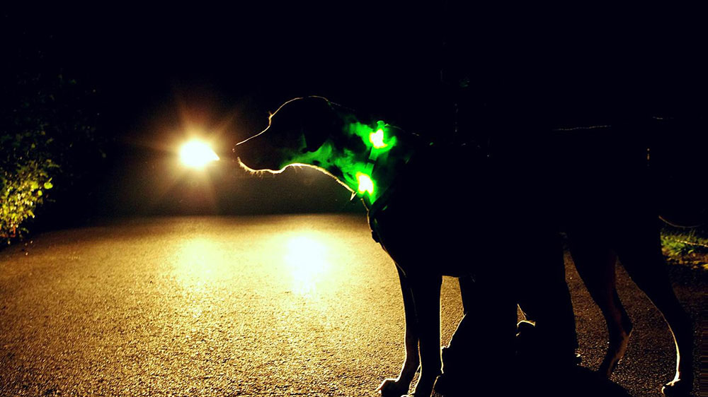 De LED halsband LEUCHTIE garandeert de grootst mogelijke veiligheid voor honden en mensen