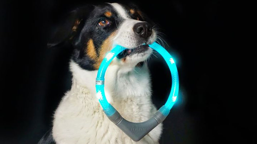 LED-lichtkraag LEUCHTIE wordt opgehaald door een hond