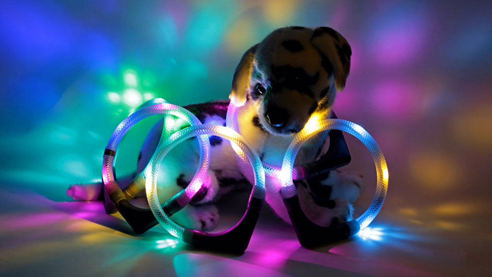 De LED-lichtkraag LEUCHTIE is ook verkrijgbaar in vele tweekleurige varianten